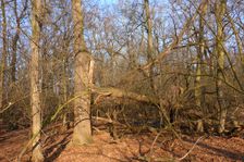 WWF-nature reservation Marchauen, Marchegg