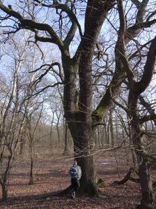 WWF-nature reservation Marchauen, Marchegg, Quercus robur; with permission of © Gudula Haug