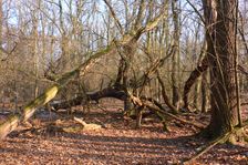 WWF-nature reservation Marchauen, Marchegg