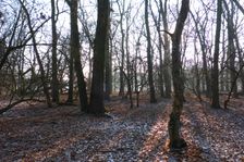 WWF-nature reservation Marchauen, Marchegg