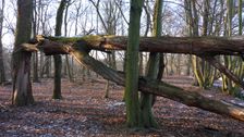 WWF-nature reservation Marchauen, Marchegg