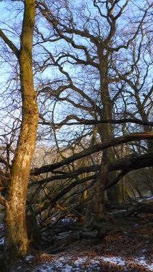 WWF-nature reservation Marchauen, Marchegg