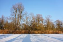 WWF-nature reservation Marchauen, Marchegg