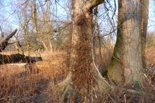 WWF-nature reservation Marchauen, Marchegg, Ulmus laevis
