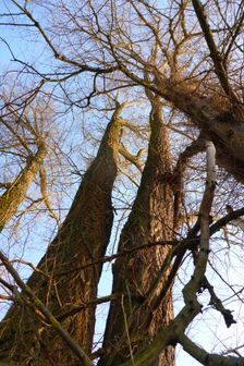 WWF-nature reservation Marchauen, Marchegg