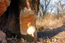 WWF-nature reservation Marchauen, Marchegg, beaver tracks