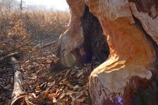 WWF-nature reservation Marchauen, Marchegg, beaver tracks