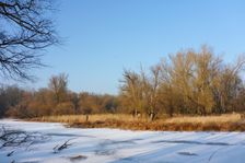 WWF-nature reservation Marchauen, Marchegg