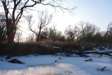 WWF-nature reservation Marchauen, Marchegg