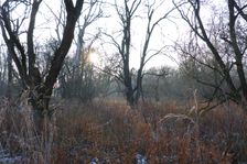 WWF-nature reservation Marchauen, Marchegg