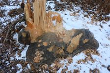 WWF-nature reservation Marchauen, Marchegg, beaver tracks