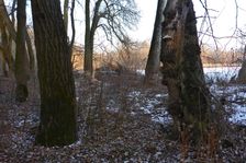 WWF-nature reservation Marchauen, Marchegg