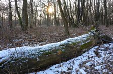 WWF-nature reservation Marchauen, Marchegg