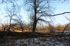 WWF-nature reservation Marchauen, Marchegg