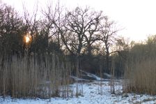 WWF-nature reservation Marchauen, Marchegg