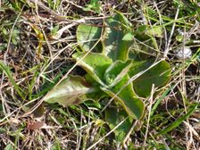 Purbacher Heide, Hypochaeris maculata