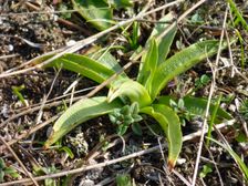Purbacher Heide, Anacamptis morio