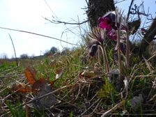 Purbacher Heide, Pulsatilla pratensis