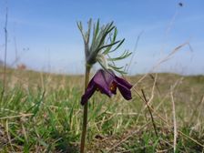 Purbacher Heide, Pulsatilla pratensis