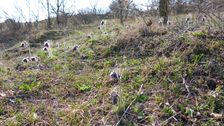Purbacher Heide, Pulsatilla pratensis