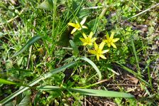 Purbach, Gagea cf. villosa on field margin