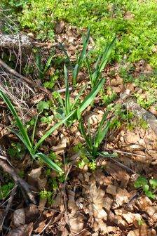 Purbach, Muscari (cf.) comosum & Anthriscus cerefolium