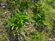 Purbach, Veronica orchidea