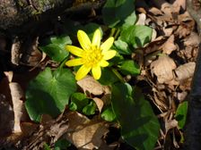 Purbach, Ficaria calthifolia