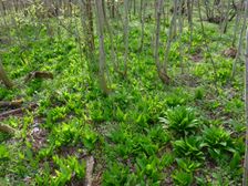 Purbach, Leithagebirge, Allium ursinum