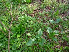 Purbach, Leithagebirge, Arum cylindraceum, Veronica sublobata & Allium ursinum