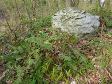 Purbach, Leithagebirge, Polypodium vulgare etc.