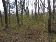 Purbach, Leithagebirge