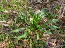 Purbach, Leithagebirge, Rumex crispus & Lamium purpureum