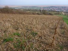 Purbach, Leithagebirge, view to Neusiedler See