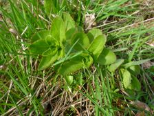Purbach, Leithagebirge, Hylotelephium maximum