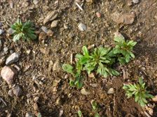 Purbach, Leithagebirge, Veronica dillenii