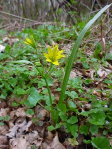 Purbach, Leithagebirge, Gagea lutea, Ficaria verna & Veronica sublobata