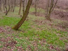 Purbach, Leithagebirge, Gagea lutea, Ficaria verna etc.