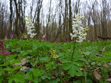 Purbach, Leithagebirge, Corydalis cava