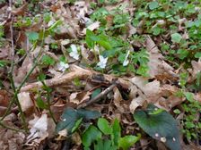 Purbach, Leithagebirge, Viola alba