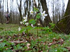 Purbach, Leithagebirge, Isopyrum thalictroides