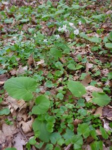 Purbach, Leithagebirge, Doronicum pardalianches, Ficaria verna & Isopyrum thalictroides