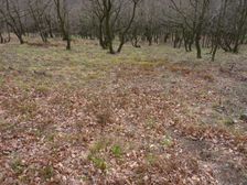 Purbach, Leithagebirge, Calluna vulgaris etc.