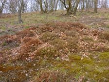 Purbach, Leithagebirge, Calluna vulgaris etc.
