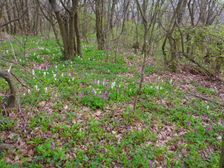 Purbach, Leithagebirge, Corydalis cava