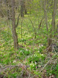 Purbach, Leithagebirge, Corydalis cava