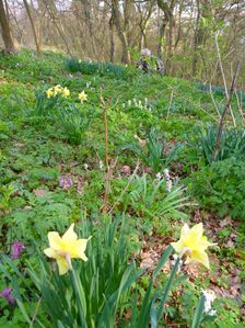 Purbach, Leithagebirge, Narcissus pseudonarcissus, Corydalis cava etc.