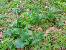 Purbach, Leithagebirge, Arum cylindraceum, Corydalis cava etc.