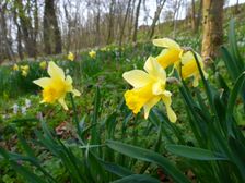 Purbach, Leithagebirge, Narcissus pseudonarcissus, Corydalis cava etc.