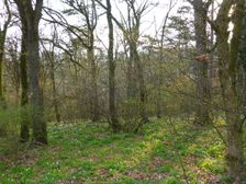 Purbach, Leithagebirge, Corydalis cava etc.